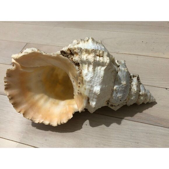 Giant Frog Pacific Lampas Tutufa Bubo Linnaeus Sea Shell 10 Inch Vintage - Picture 1 of 5